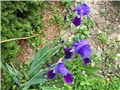 bradata perunika - lat iris